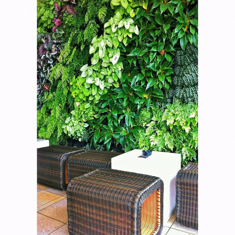 Wicker stools in front of a lush green wall with various plants