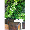 Image of Wicker stools in front of a lush green wall with various plants