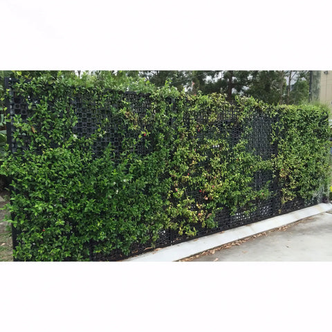 gro wall facade installed as a barrier with plants growing through it