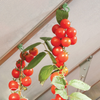 Image of Greenhouse Plant Hangers