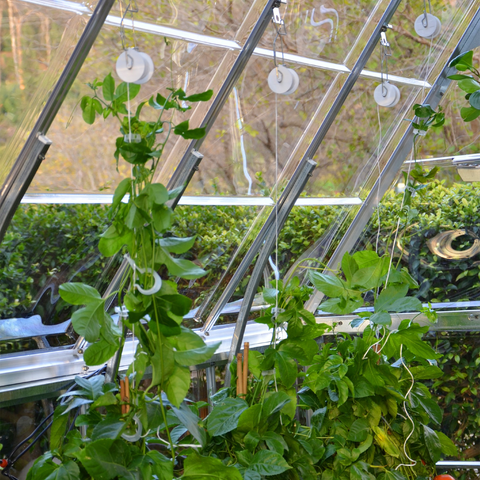 Greenhouse Trellising Kit