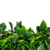 Image of Close up image of leaves and foliages on the Artificial White Tropics Vertical Garden Wall Panel 