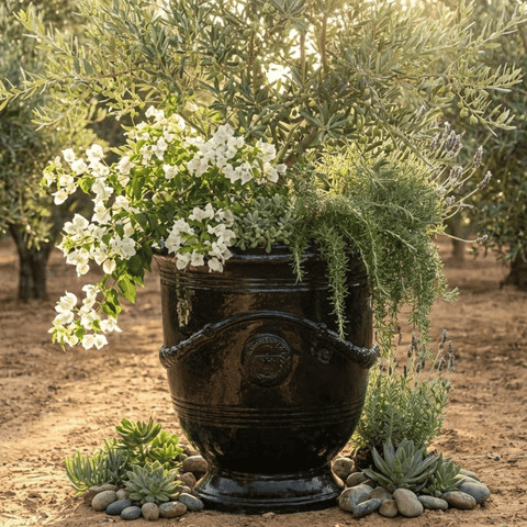 black glazed french anduze urn with olive tree and hanging plants