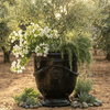 Image of black glazed french anduze urn with olive tree and hanging plants