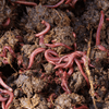 Image of Compost Worms
