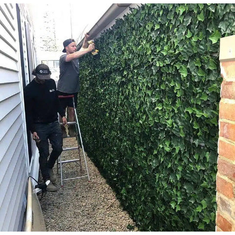 Two men installing the Artificial Ivy Leaf Hedge Panel on a backyard wall along a stone pebble pathway. One man stands on a ladder while the other supports him from below
