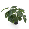 Image of Potted Artificial Monstera Deliciosa Plant With Real Touch Leaves 50cm