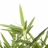 Image of Artificial Bamboo Plant Dark Trunk (Potted) 180cm