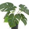 Image of Potted Artificial Split Philodendron Plant With Real Touch Leaves 35cm