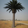 Image of Tall Artificial Canary Palm Tree (3m To 6m) UV Resistant