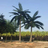 Image of Tall Artificial Coconut Palm Tree (3m To 6m) UV Resistant