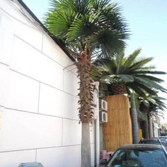 Tall Artificial Fan Palm Tree (3m To 6m) UV Resistant