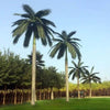 Image of Tall Artificial Royal Coconut Palm Tree (3m To 6m) UV Resistant