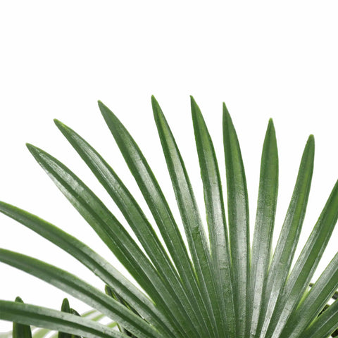 Artificial Wide Leaf Fan Palm Tree 90cm