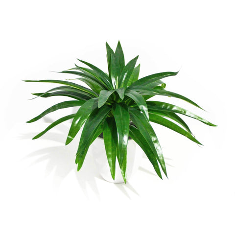 Artificial Aloe Vera Stem 30cm