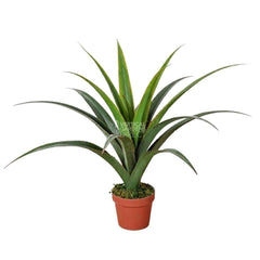 Artificial Dracaena Plant 80cm