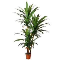 Artificial Dracaena Plant with 3 Stems 230cm