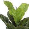 Image of Premium Artificial Fiddle Leaf Fig Tree 150cm UV Resistant