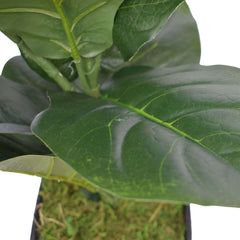 Artificial Fiddle Leaf Fig Tree 70cm