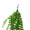 Image of Artificial Hanging String Of Pearls UV Stabilised 90cm