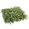 Image of Artificial Natural Buxus Freestanding Hedge 1m x 1m x 30cm UV Stabilised