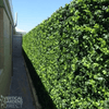 Image of Artificial Spring Sensation Hedge Wall Panel 1m x 1m UV Stabilised