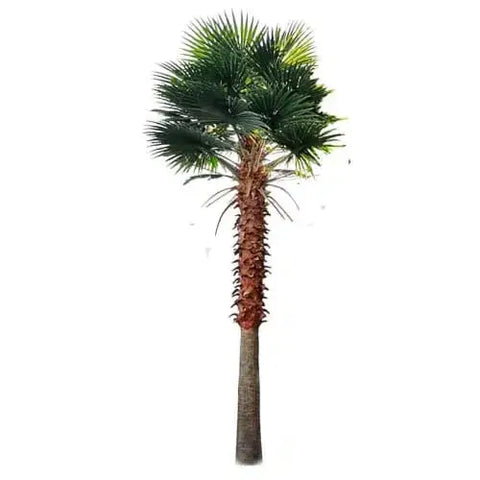 Tall Artificial Fan Palm Tree (3m To 6m) UV Resistant