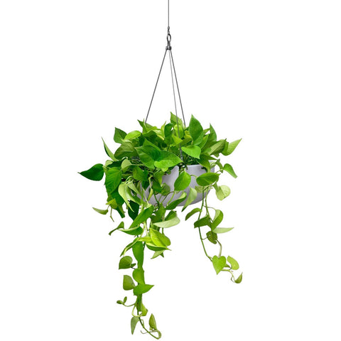 Balcony Lite 30cm White Hanging Stone Bowl With 1.2m Stainless Wire