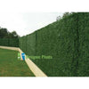 Image of Bi-Colour Artificial Grass Roll 3m x 1m