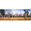 Image of Boab Tree Mural Custom Size UV Printed Fence Cover