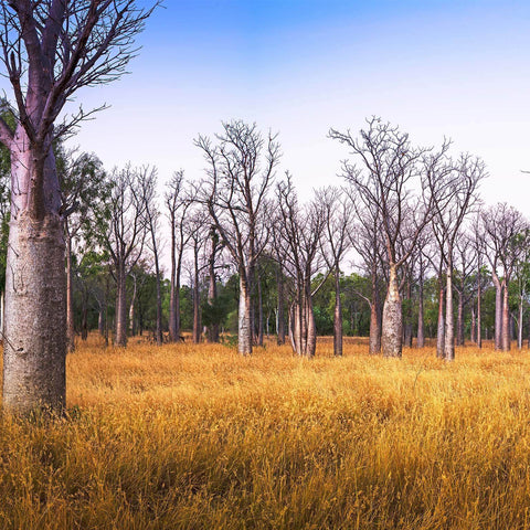 Boab Tree Mural Custom Size UV Printed Fence Cover