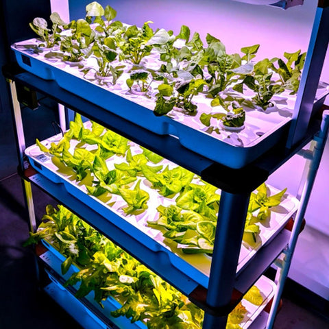 Eponic Little Farm All-in-One Hydroponic Vertical Growing System