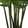 Image of Split Philodendron (Split Leaf) 120cm