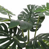 Image of Split Philodendron (Split Leaf) 120cm