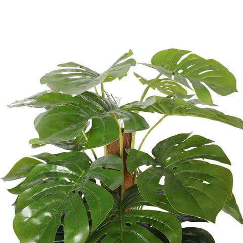money plant monstera Artificial Monstera Adansonii Money Plant 180cm – Vertical Gardens Direct