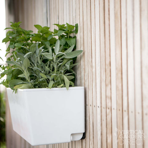 Glowpear Mini Wall Self Watering Vertical Garden Planter Box
