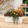 Image of Lechuza Balconera 50 Self Watering Pot - 50cm