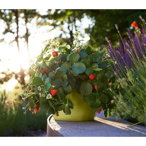 Lechuza Cascadino 36cm Self Watering Cascade Planter