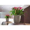 Image of Lechuza Classico LS 28 Self Watering Pot - 28cm