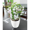 Image of Lechuza Classico LS 28 Self Watering Pot - 28cm