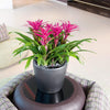 Image of Lechuza Classico LS 35 Self Watering Pot - 35cm