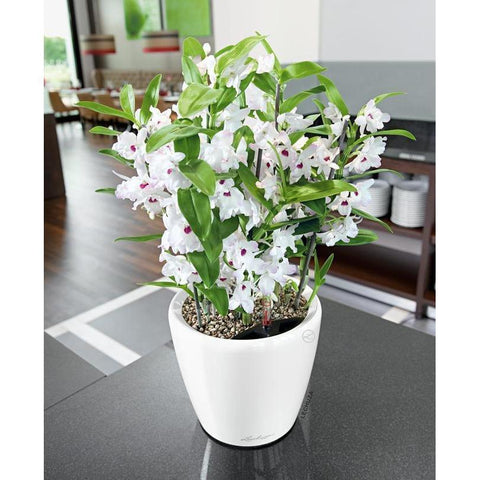 Lechuza Classico LS 35 Self Watering Pot - 35cm