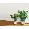 Image of Lechuza Classico LS 43 Self Watering Pot - 43cm