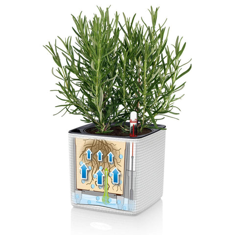 Lechuza Cube 14 Self Watering Pot - 14cm