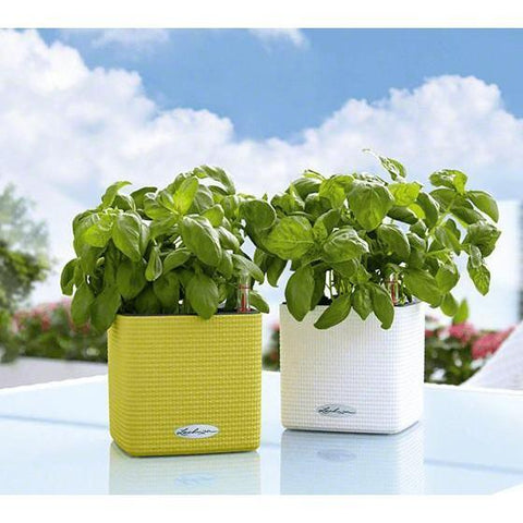 Lechuza Cube 14 Self Watering Pot - 14cm