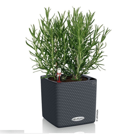 Lechuza Cube 14 Self Watering Pot - 14cm