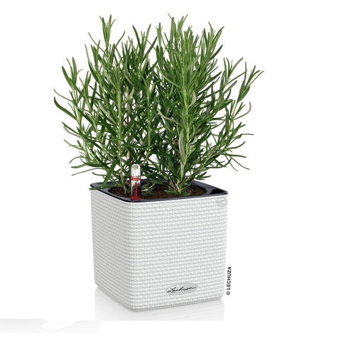 Lechuza Cube 14 Self Watering Pot - 14cm