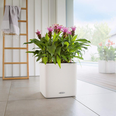 Lechuza Cube LS 35 Self Watering Pot - 35cm