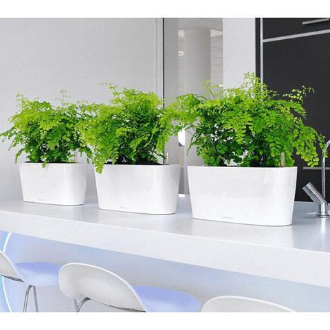 lechuza delta self watering indoor planter Lechuza Delta 10 Self Watering Table Planter – Vertical Gardens Direct