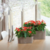 Image of Lechuza Delta 10 Self Watering Table Planter